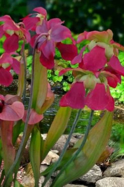 Bug Bat Pitcher Plant (Sarracenia) - 2.5 Quart Pot -Garden Plant Seeds sarracenia bug bat pitcher plant 1