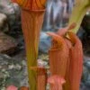 Bug Bat Pitcher Plant (Sarracenia) - 2.5 Quart Pot -Garden Plant Seeds sarracenia bug bat pitcher plant 2