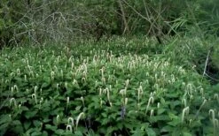 Lizard's Tail Swamp Lily (Saururus Cernuus) - 6 Pack Of 1 Gallon Pots -Garden Plant Seeds saururus cernuus lizards tail swamp lily 5 1