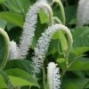 Lizard's Tail Swamp Lily (Saururus Cernuus) - 1 Gallon Pot -Garden Plant Seeds saururus cernuus lizards tail swamp lily 6