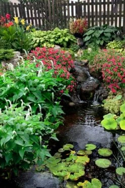 Lizard's Tail Swamp Lily (Saururus Cernuus) - 1 Gallon Pot -Garden Plant Seeds saururus cernuus lizards tail swamp lily 8