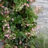 Rose Sensation Pink Climbing Hydrangea Vine - 1 Gallon Pot 2 Rose Sensation Pink Climbing Hydrangea Vine - 1 Gallon Pot -Garden Plant Seeds schizophragma hydrangeoides rose sensation climbing hydrangea 101 1