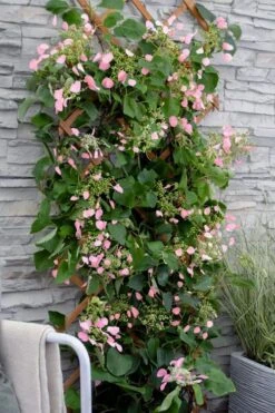 Rose Sensation Pink Climbing Hydrangea Vine - 1 Gallon Pot -Garden Plant Seeds schizophragma hydrangeoides rose sensation climbing hydrangea 102 1