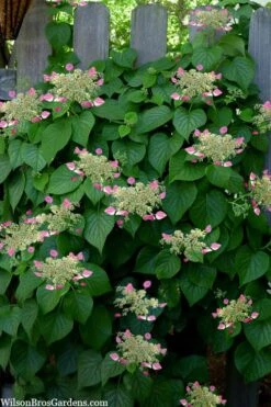 Rose Sensation Pink Climbing Hydrangea Vine - 3 Gallon Pot -Garden Plant Seeds schizophragma hydrangeoides rose sensation climbing hydrangea 104