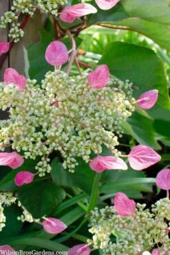 Rose Sensation Pink Climbing Hydrangea Vine - 3 Gallon Pot -Garden Plant Seeds schizophragma hydrangeoides rose sensation climbing hydrangea 105