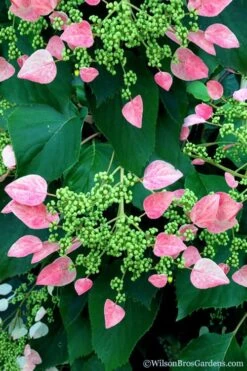 Rose Sensation Pink Climbing Hydrangea Vine - 1 Gallon Pot -Garden Plant Seeds schizophragma hydrangeoides rose sensation climbing hydrangea 106 1