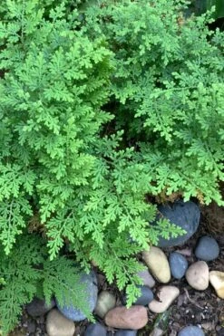 Arborvitae Fern (Selaginella Braunii) - 2.5 Quart Pot 10 Arborvitae Fern (Selaginella Braunii) - 2.5 Quart Pot -Garden Plant Seeds selaginella braunii arborvitae fern 2
