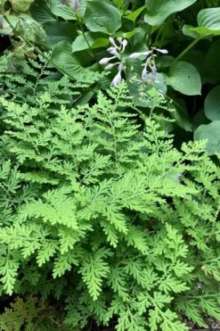 Arborvitae Fern (Selaginella Braunii) - 2.5 Quart Pot 11 Arborvitae Fern (Selaginella Braunii) - 2.5 Quart Pot -Garden Plant Seeds selaginella braunii arborvitae fern 3