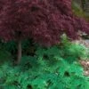 Arborvitae Fern (Selaginella Braunii) - 2.5 Quart Pot -Garden Plant Seeds selaginella braunii arborvitae fern 6