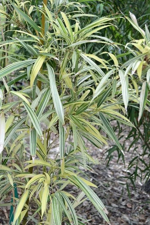 Variegated Chinese Temple Bamboo - Sinobambusa Tootsik 'Albostriata' - 3 Gallon Pot 7 Variegated Chinese Temple Bamboo - Sinobambusa Tootsik 'Albostriata' - 3 Gallon Pot - Image 5