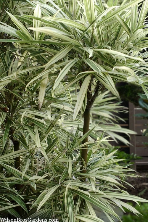 Variegated Chinese Temple Bamboo - Sinobambusa Tootsik 'Albostriata' - 3 Gallon Pot 3 Variegated Chinese Temple Bamboo - Sinobambusa Tootsik 'Albostriata' - 3 Gallon Pot