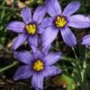 Moody Blues Blue-Eyed Grass (Sisyrinchium) - 1 Gallon Pot 2 Moody Blues Blue-Eyed Grass (Sisyrinchium) - 1 Gallon Pot -Garden Plant Seeds sisyrinchium idahoense macounii moody blues blue eyed grass 3