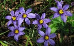 Moody Blues Blue-Eyed Grass (Sisyrinchium) - 1 Gallon Pot -Garden Plant Seeds sisyrinchium idahoense macounii moody blues blue eyed grass 4