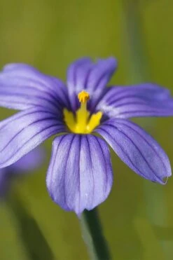 Moody Blues Blue-Eyed Grass (Sisyrinchium) - 1 Gallon Pot -Garden Plant Seeds sisyrinchium idahoense macounii moody blues blue eyed grass 5