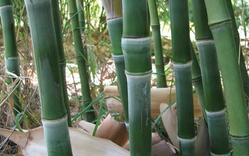 Solid Stem Bamboo - Phyllostachys Heteroclada - 3 Gallon Pot (2-4') 6 Solid Stem Bamboo - Phyllostachys Heteroclada - 3 Gallon Pot (2-4') - Image 4