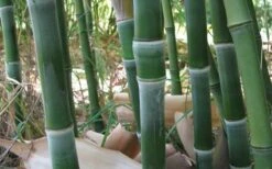 Solid Stem Bamboo - Phyllostachys Heteroclada - 3 Gallon Pot (4-6') 9 Solid Stem Bamboo - Phyllostachys Heteroclada - 3 Gallon Pot (4-6') -Garden Plant Seeds solid stem bamboo