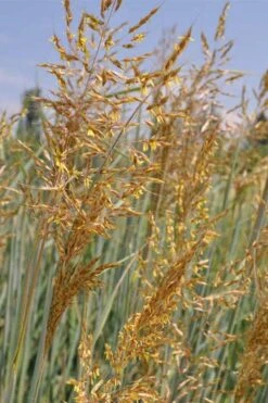 Indian Steel Blue Prairie Grass (Sorghastrum Nutans) - 1 Gallon Pot 16 Indian Steel Blue Prairie Grass (Sorghastrum Nutans) - 1 Gallon Pot -Garden Plant Seeds sorghastrum nutans indian steel blue prairie grass 2