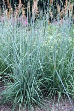 Indian Steel Blue Prairie Grass (Sorghastrum Nutans) - 1 Gallon Pot