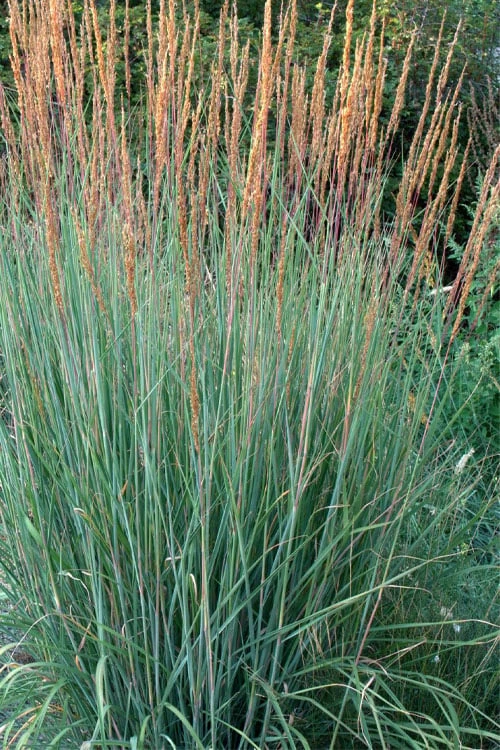 Indian Steel Blue Prairie Grass (Sorghastrum Nutans) - 1 Gallon Pot 6 Indian Steel Blue Prairie Grass (Sorghastrum Nutans) - 1 Gallon Pot - Image 4