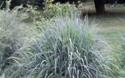 Indian Steel Blue Prairie Grass (Sorghastrum Nutans) - 1 Gallon Pot 15 Indian Steel Blue Prairie Grass (Sorghastrum Nutans) - 1 Gallon Pot -Garden Plant Seeds sorghastrum nutans indian steel blue prairie grass 5