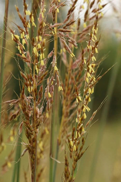 Indian Steel Blue Prairie Grass (Sorghastrum Nutans) - 1 Gallon Pot 10 Indian Steel Blue Prairie Grass (Sorghastrum Nutans) - 1 Gallon Pot - Image 8