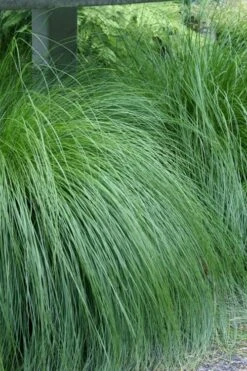 Prairie Dropseed Grass (Sporobolis Heterolepis) - 8 Pack Of 1 Gallon Pots -Garden Plant Seeds sporobolis heterolepis prairie dropseed grass 1
