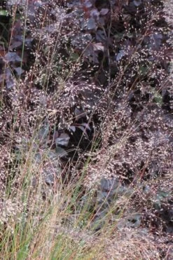 Prairie Dropseed Grass (Sporobolis Heterolepis) - 8 Pack Of 1 Gallon Pots -Garden Plant Seeds sporobolis heterolepis prairie dropseed grass 10