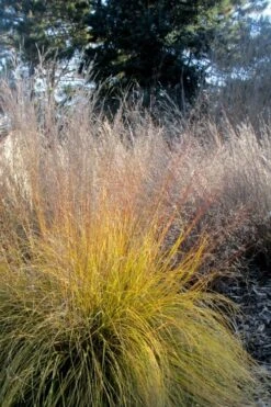 Prairie Dropseed Grass (Sporobolis Heterolepis) - 8 Pack Of 1 Gallon Pots -Garden Plant Seeds sporobolis heterolepis prairie dropseed grass 18