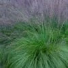 Prairie Dropseed Grass (Sporobolis Heterolepis) - 8 Pack Of 1 Gallon Pots -Garden Plant Seeds sporobolis heterolepis prairie dropseed grass 19