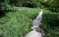 Prairie Dropseed Grass (Sporobolis Heterolepis) - 8 Pack Of 1 Gallon Pots -Garden Plant Seeds sporobolis heterolepis prairie dropseed grass 2
