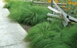 Prairie Dropseed Grass (Sporobolis Heterolepis) - 8 Pack Of 1 Gallon Pots -Garden Plant Seeds sporobolis heterolepis prairie dropseed grass 9
