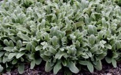 Silky Fleece Dwarf Lambs Ear (Stachys Byzantina) - 5 Pack Of Quarts Pots -Garden Plant Seeds stachys silky fleece 2