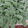 Silky Fleece Dwarf Lambs Ear (Stachys Byzantina) - 5 Pack Of Quarts Pots -Garden Plant Seeds stachys silky fleece 3