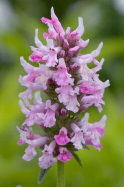 Summer Crush Betony (Stachys) - 1 Gallon Pot -Garden Plant Seeds stachys summer crush betony 3