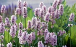 Summer Crush Betony (Stachys) - 1 Gallon Pot -Garden Plant Seeds stachys summer crush betony 5
