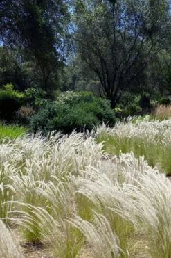Peruvian Feather Grass (Stipa Ichu) - 1 Gallon Pot -Garden Plant Seeds stipa ichu peruvian feather grass 12