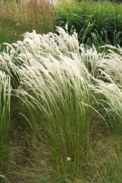 Peruvian Feather Grass (Stipa Ichu) - 1 Gallon Pot -Garden Plant Seeds stipa ichu peruvian feather grass 14