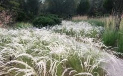 Peruvian Feather Grass (Stipa Ichu) - 1 Gallon Pot -Garden Plant Seeds stipa ichu peruvian feather grass 4
