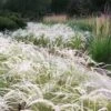 Peruvian Feather Grass (Stipa Ichu) - 1 Gallon Pot -Garden Plant Seeds stipa ichu peruvian feather grass 5