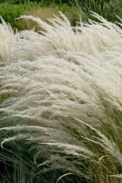 Peruvian Feather Grass (Stipa Ichu) - 1 Gallon Pot -Garden Plant Seeds stipa ichu peruvian feather grass 7