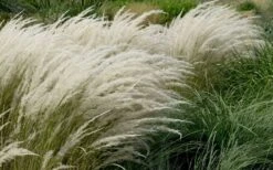 Peruvian Feather Grass (Stipa Ichu) - 1 Gallon Pot -Garden Plant Seeds stipa ichu peruvian feather grass 8