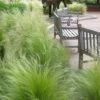 Pony Tails Mexican Feather Grass (Stipa Tennuissima) - 3 Pack Of Quart Pots -Garden Plant Seeds stipa tenuissima ponytails mexican feather grass 102 1