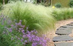 Pony Tails Mexican Feather Grass - Stipa Tennuissima - 6 Pack Of 1 Gallon Pots -Garden Plant Seeds stipa tenuissima ponytails mexican feather grass 105