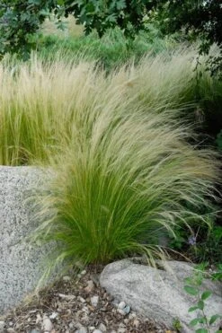 Pony Tails Mexican Feather Grass (Stipa Tennuissima) - 3 Pack Of Quart Pots -Garden Plant Seeds stipa tenuissima ponytails mexican feather grass 107 1