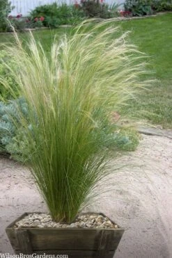 Pony Tails Mexican Feather Grass (Stipa Tennuissima) - 3 Pack Of Quart Pots -Garden Plant Seeds stipa tenuissima ponytails mexican feather grass 111 1