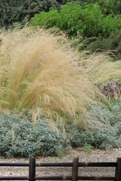 Pony Tails Mexican Feather Grass (Stipa Tennuissima) - 3 Pack Of Quart Pots -Garden Plant Seeds stipa tenuissima ponytails mexican feather grass 117 1