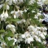 Fragrant Fountain Weeping Japanese Snowbell Tree - 5 Gallon Pot -Garden Plant Seeds styrax japonica fragrant fountain weeping japanese snowbell tree 3