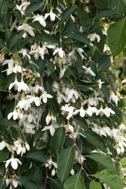 Fragrant Fountain Weeping Japanese Snowbell Tree - 5 Gallon Pot -Garden Plant Seeds styrax japonica fragrant fountain weeping japanese snowbell tree 4