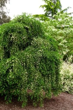 Fragrant Fountain Weeping Japanese Snowbell Tree - 5 Gallon Pot -Garden Plant Seeds styrax japonica fragrant fountain weeping japanese snowbell tree 5