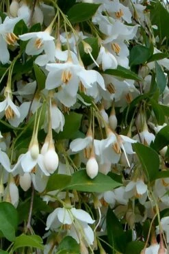 Fragrant Fountain Weeping Japanese Snowbell Tree - 5 Gallon Pot -Garden Plant Seeds styrax japonica fragrant fountain weeping japanese snowbell tree 6